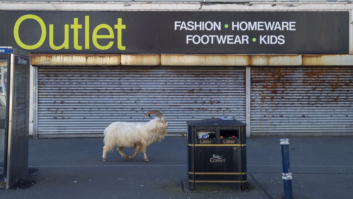 Vylidněné ulice velšského města obsadily kozy